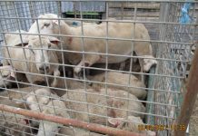 Lethal dog attack kills 12 sheep