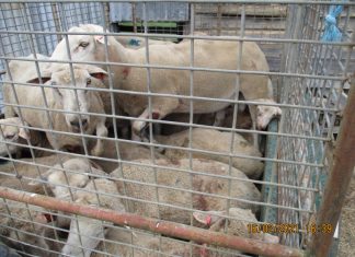 Lethal dog attack kills 12 sheep