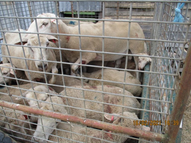 Lethal dog attack kills 12 sheep