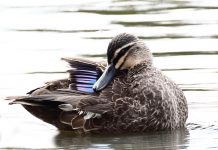 Call for sanctuary – Petition to ban shooting at Cairn Curran