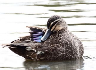 Call for sanctuary – Petition to ban shooting at Cairn Curran