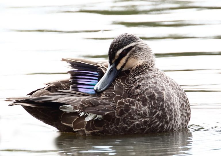 Call for sanctuary – Petition to ban shooting at Cairn Curran