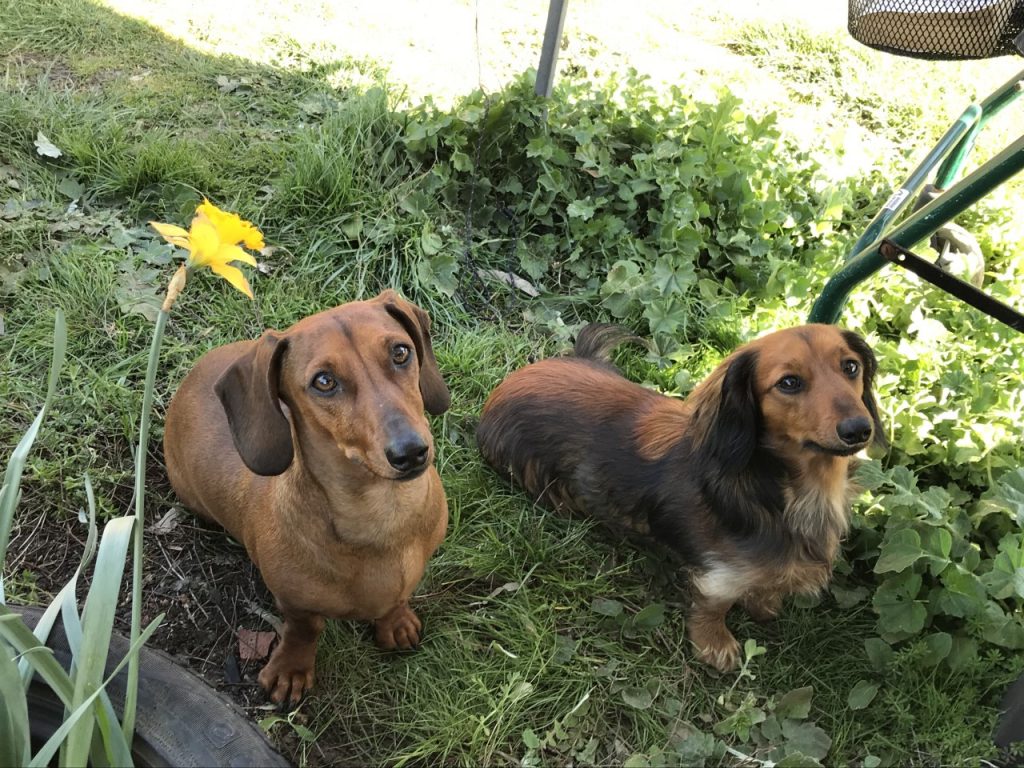 Missing dogs feared stolen