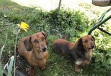 Missing dogs feared stolen