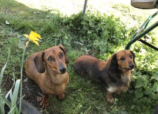 Missing dogs feared stolen