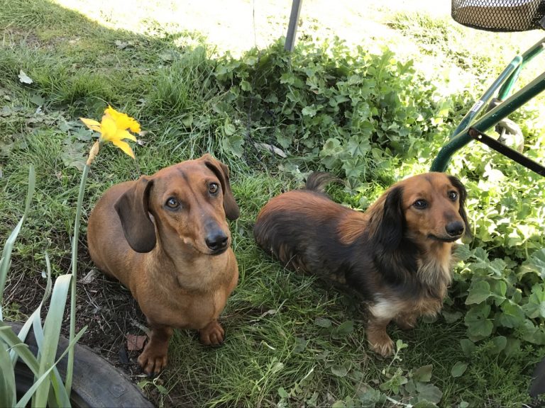 Missing dogs feared stolen