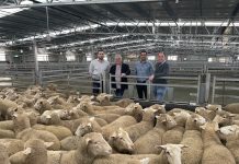 Hardwicks Meats joins forces with Kilcoy Global Foods