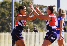 Falcons have landed in Castlemaine