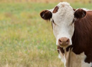 Farm ‘shed house’ rejected