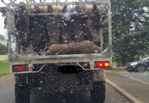 Outrage at kangaroo processing proposal