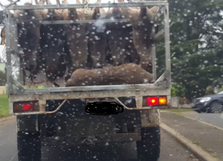 Outrage at kangaroo processing proposal