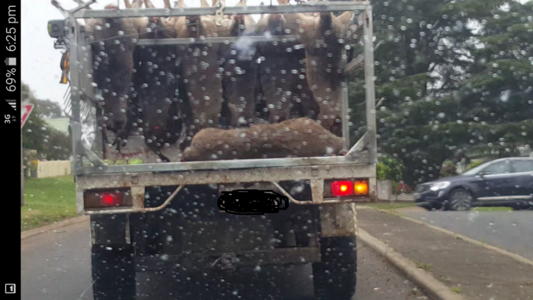 Outrage at kangaroo processing proposal