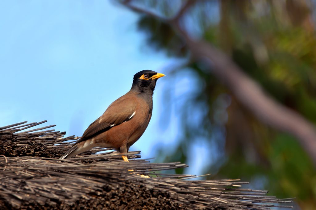 Volunteer trappers wanted