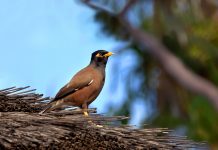 Volunteer trappers wanted