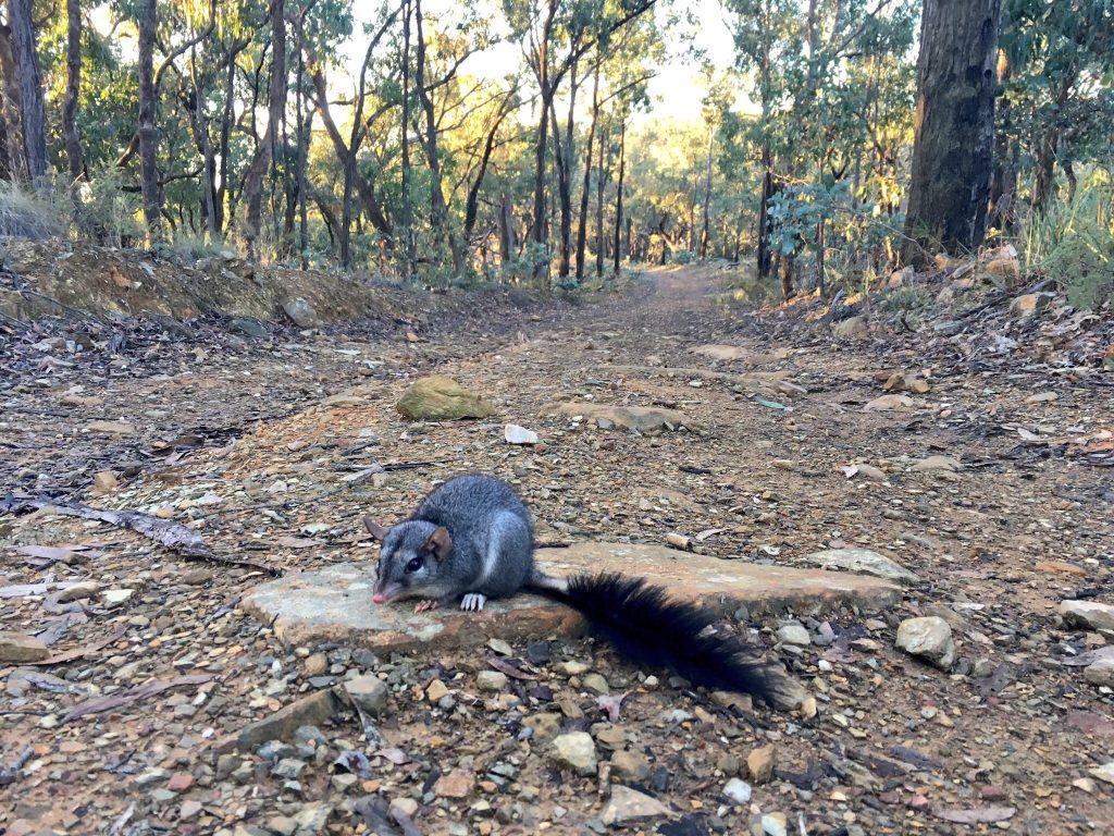 Mysterious marsupials