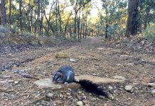 Mysterious marsupials