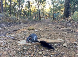 Mysterious marsupials