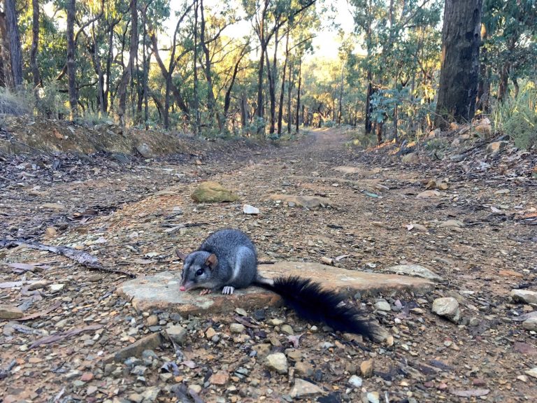 Mysterious marsupials