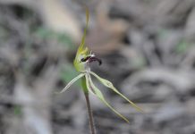 A walk on the wildflower side