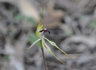 A walk on the wildflower side