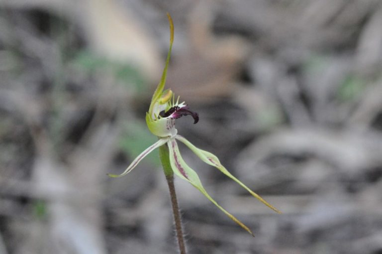A walk on the wildflower side