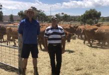 Record prices at cattle sale