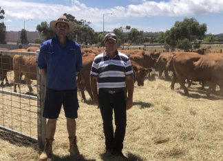 Record prices at cattle sale
