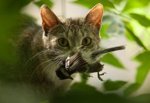 Councillor raises curfew concern