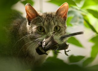 Councillor raises curfew concern