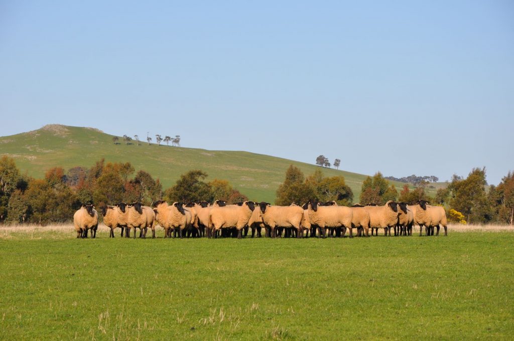 Australia’s largest suffolk ewe auction