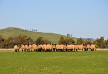 Australia’s largest suffolk ewe auction