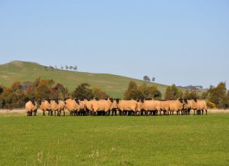 Australia’s largest suffolk ewe auction