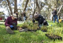 Trees take root at Bassett Creek