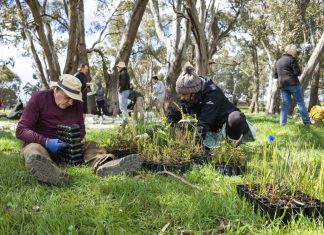Trees take root at Bassett Creek