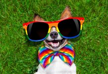 Volunteers bring rainbow love