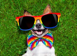 Volunteers bring rainbow love