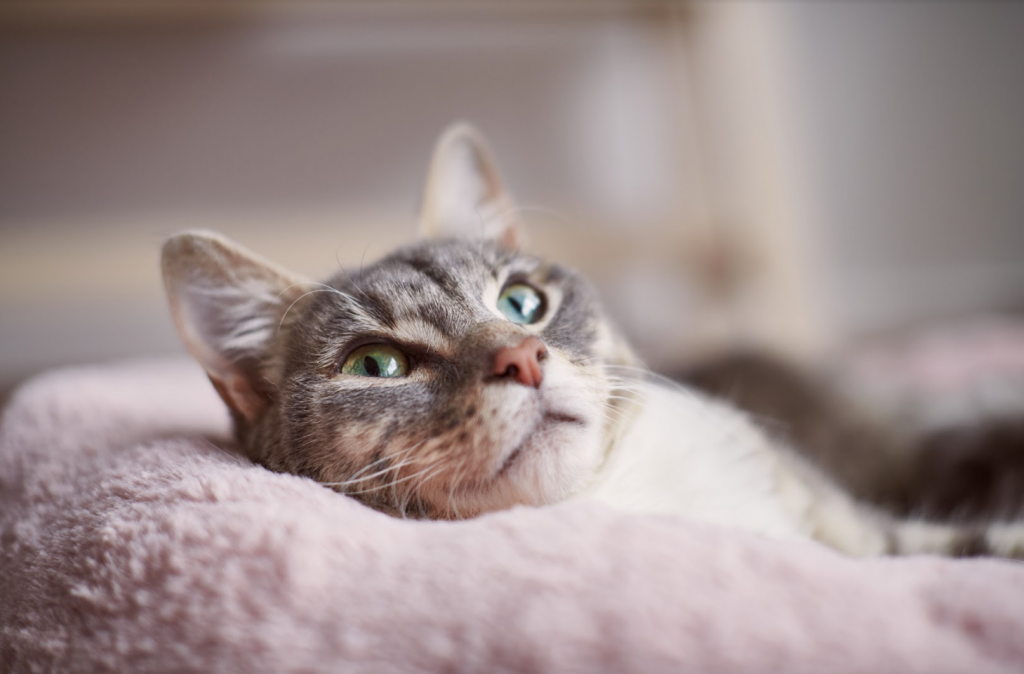 Open your heart and home to a rescue pet