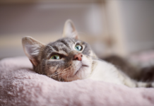 Open your heart and home to a rescue pet