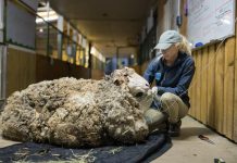 Close shave for Alex