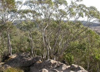 On snow gum watch