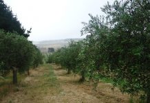 Gisborne’s good oil