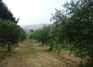 Gisborne’s good oil