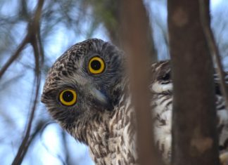 Exhibition explores local flora and fauna