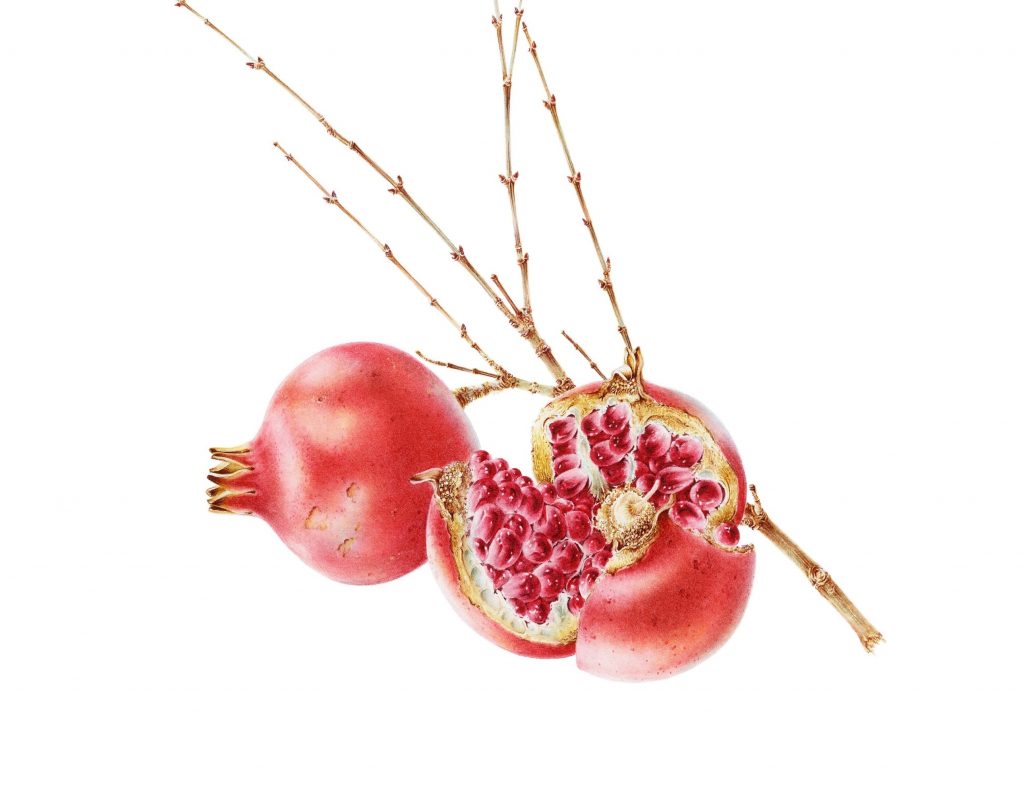 An abundance of botanical art