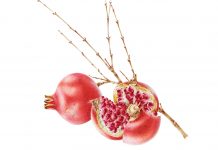 An abundance of botanical art