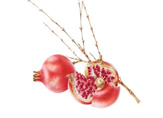 An abundance of botanical art