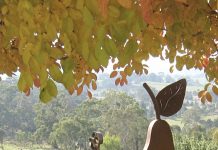 Autumn spectacular at Mica Grange