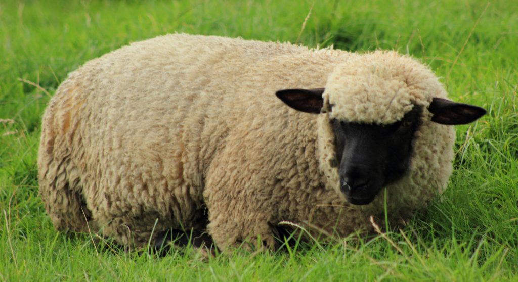 Severe weather prompts farm shelter reminder