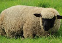 Bid to build in farm zone