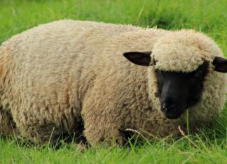 Severe weather prompts farm shelter reminder